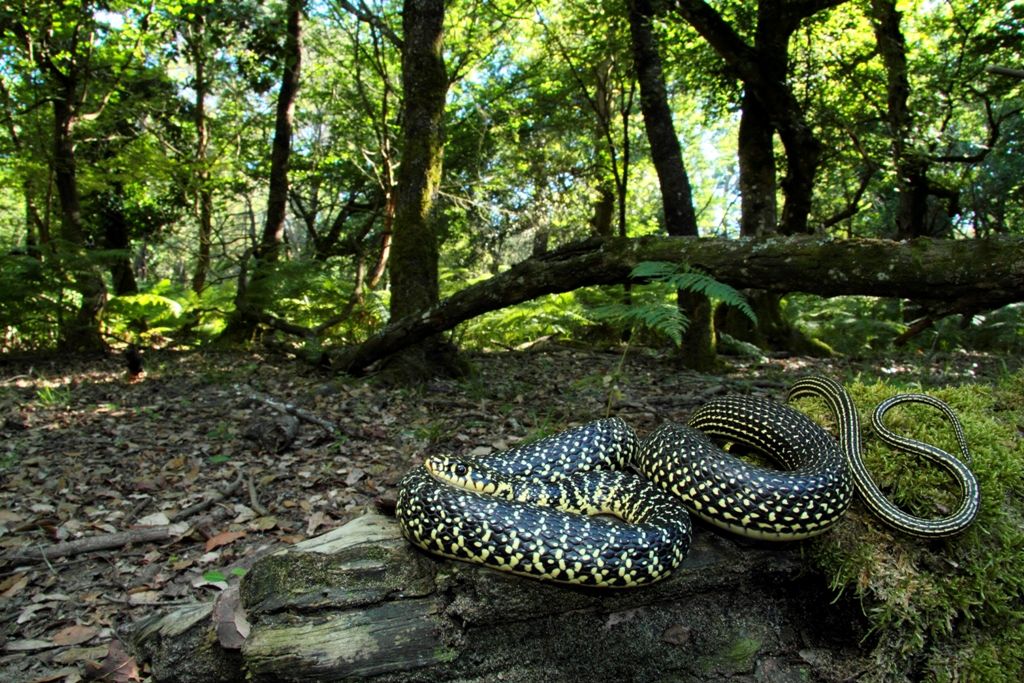 Hierophis viridiflavus ed Everglades al PRMSRM